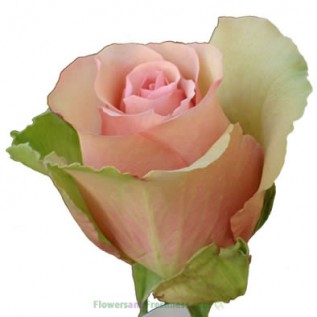 Троянда Aerobic rose від 25од.