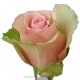 Троянда Aerobic rose від 25од.