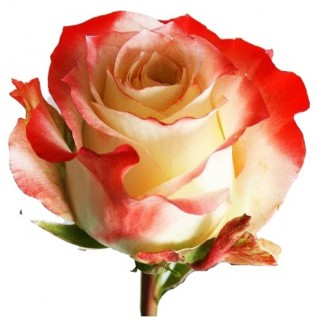 Троянда Cabaret rose від 25од.