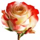 Троянда Cabaret rose від 25од.