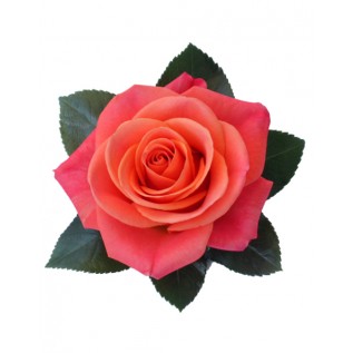 Троянда Orange Crush rose від 25од.