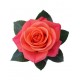 Троянда Orange Crush rose від 25од.
