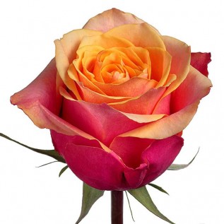Троянда Cherry Brandy rose від 25од.