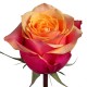 Троянда Cherry Brandy rose від 25од.