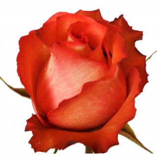 Троянда Iguana rose від 25од.