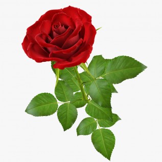  Троянда 3D rose від 25од.