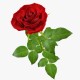  Троянда 3D rose від 25од.