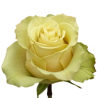  Троянда Amarette rose від 25 од.