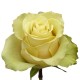  Троянда Amarette rose від 25 од.