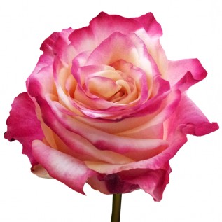 Троянда Fragrant Delicious rose від 25од.