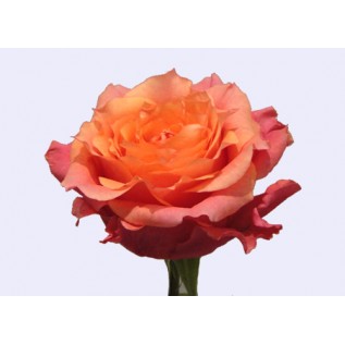 Троянда Natures Cherry rose від 25од.