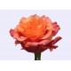 Троянда Natures Cherry rose від 25од.