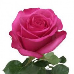 Троянда Stiletto rose від 25од.