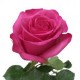 Троянда Stiletto rose від 25од.