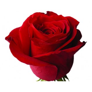 Троянда Freedom rose від 25од.