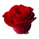 Троянда Freedom rose від 25од.
