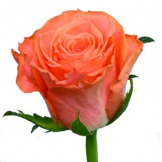 Троянда Amsterdam rose від 25од.