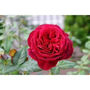 Троянда Chiarezza rose від 25од.