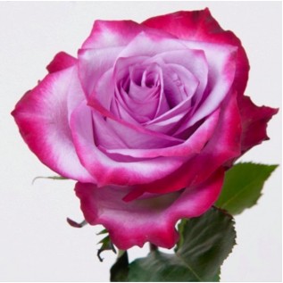 Троянда Deep purple rose від 25од.
