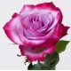 Троянда Deep purple rose від 25од.