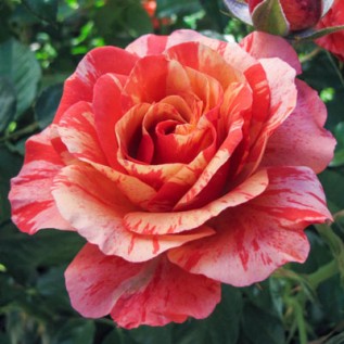 Троянда Frida rose від 25од.