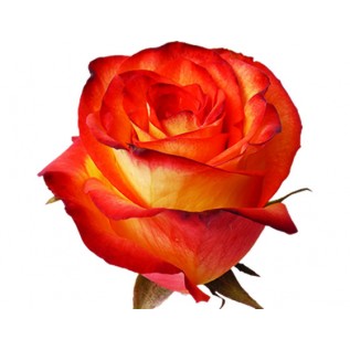 Троянда High and orange magic rose від 25 од. 