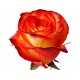 Троянда High and orange magic rose від 25 од. 