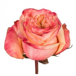 Троянда Lovely Hearts rose від 25од. 