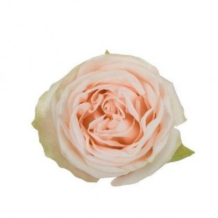 Троянда Wedding spirit rose від 25од.