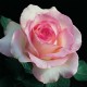 Троянда Moonstone rose від 25од.