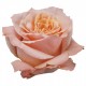 Троянда Shimmer rose від 25од.