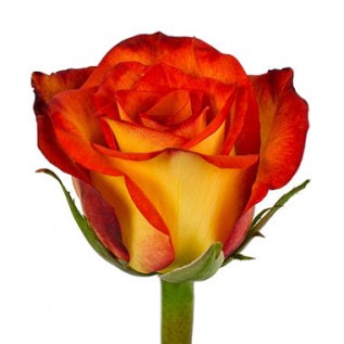 Троянда High and magic rose від 25од.
