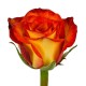 Троянда High and magic rose від 25од.