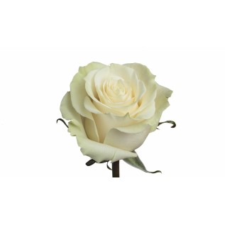 Троянди Mondial rose від 25од.