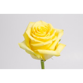 Троянда Tara rose від 25од.