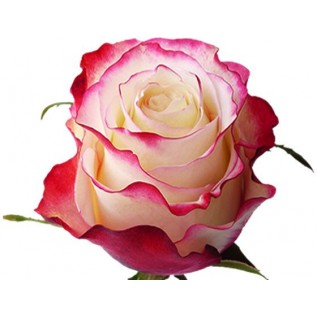 Sweetness rose від 25од.