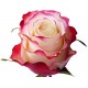Sweetness rose від 25од.