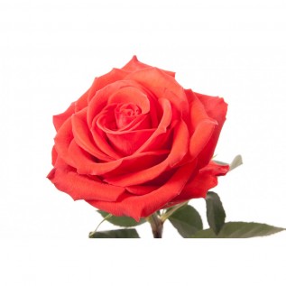 Троянда Santana rose від 25од. 