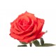 Троянда Santana rose від 25од. 