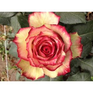 Троянда Clown rose від 25 од.