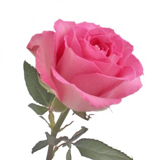 Троянда Sweet Unigue rose від 25од.