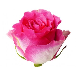 Троянда Malibu rose від 25 од. 