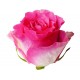 Троянда Malibu rose від 25 од. 
