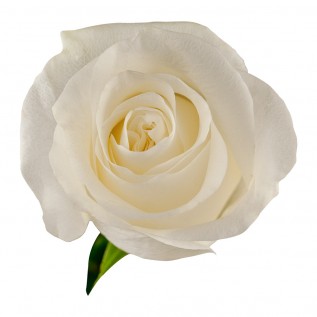 Троянда Proud rose від 25од.