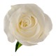 Троянда Proud rose від 25од.