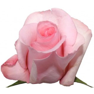 Троянда Sаnili rose від 25од.