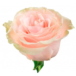  Троянда Pink mondial rose від 25од. 