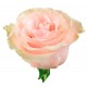  Троянда Pink mondial rose від 25од. 