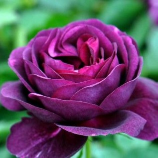 Троянда Twilght rose від 25од.