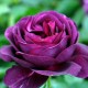 Троянда Twilght rose від 25од.
